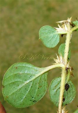  Leaves-Opposite and unequal